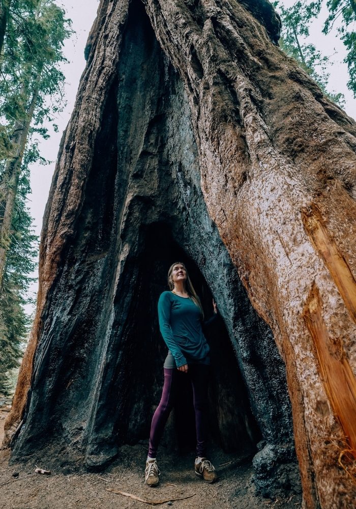 Monica investigating the burn patterns on a sequoia tree.