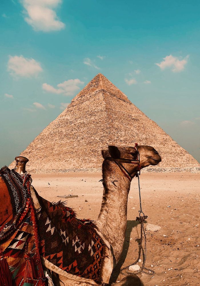 A camel in front of the pyramids - a common area where scams can occur.
