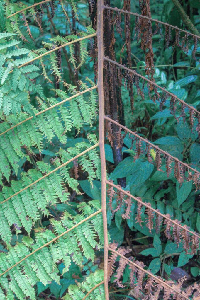 Monteverde Cloud Forest in Costa Rica