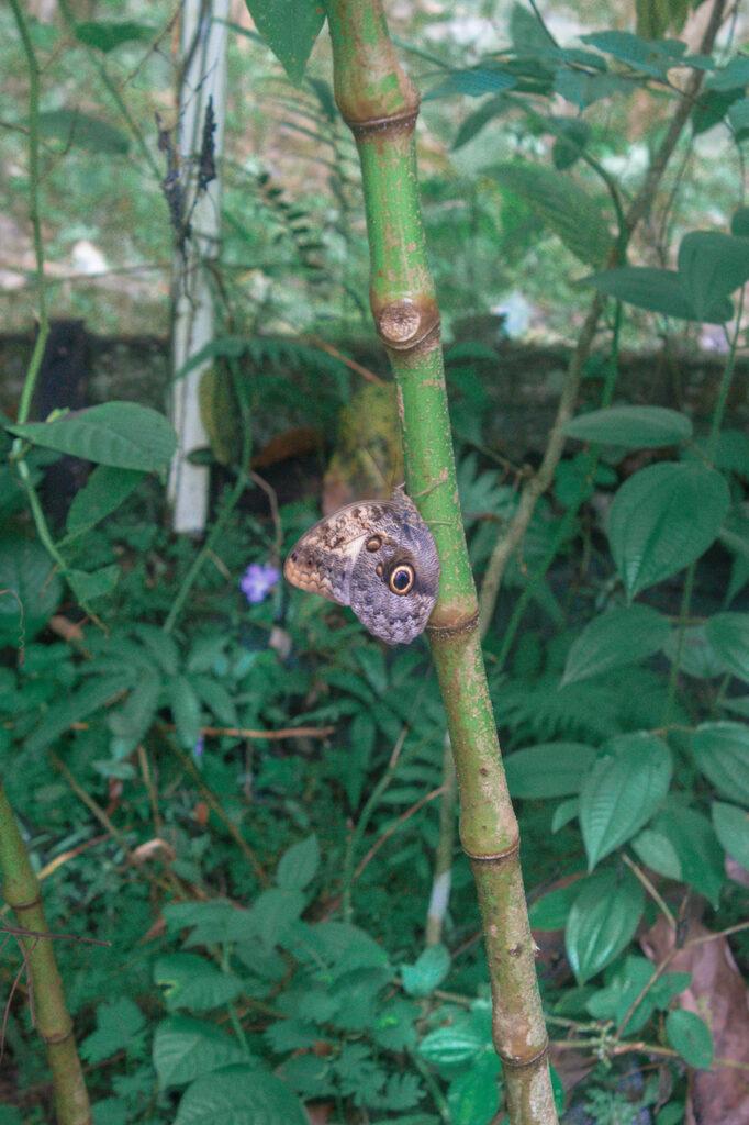 Monteverde Cloud Forest in Costa Rica