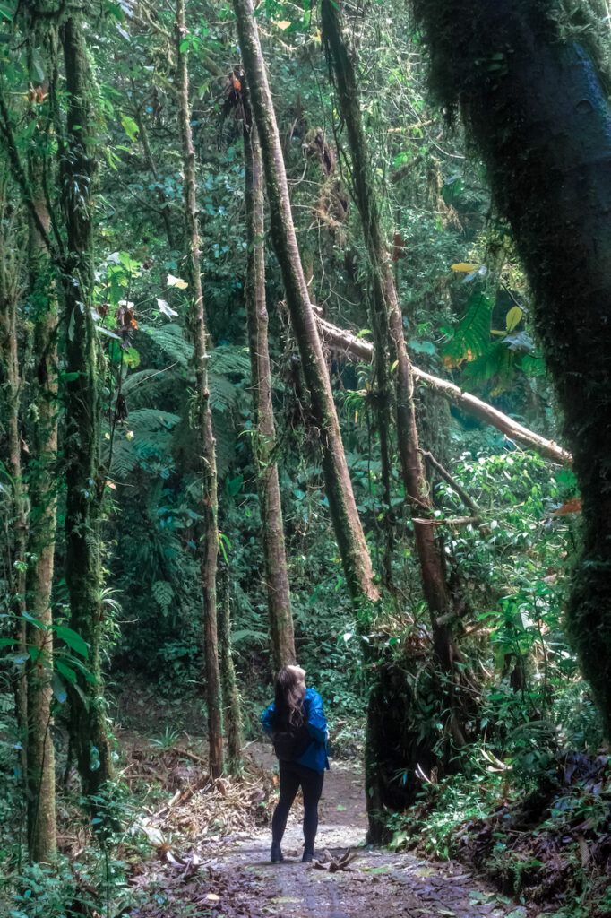 Monteverde Cloud Forest in Costa Rica