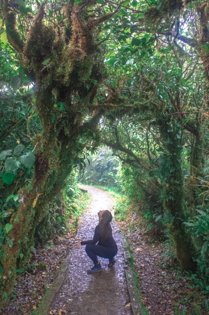 Monteverde Cloud Forest in Costa Rica