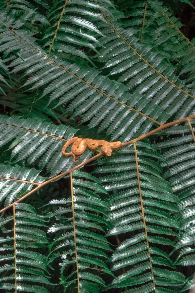 tour catarata la fortuna