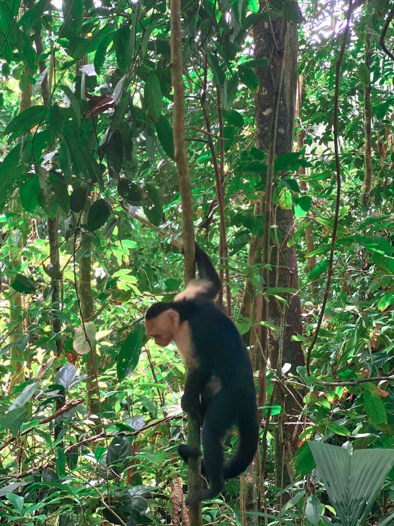 case study manuel antonio national park costa rica