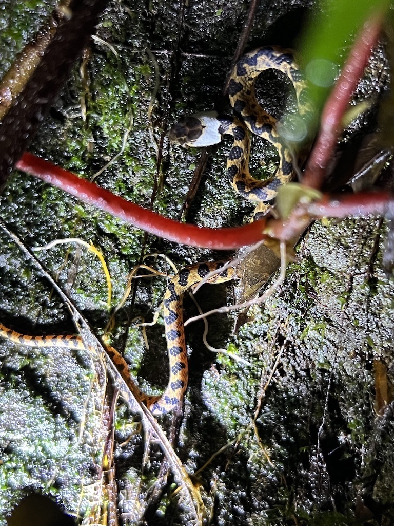 manuel antonio jungle night tour