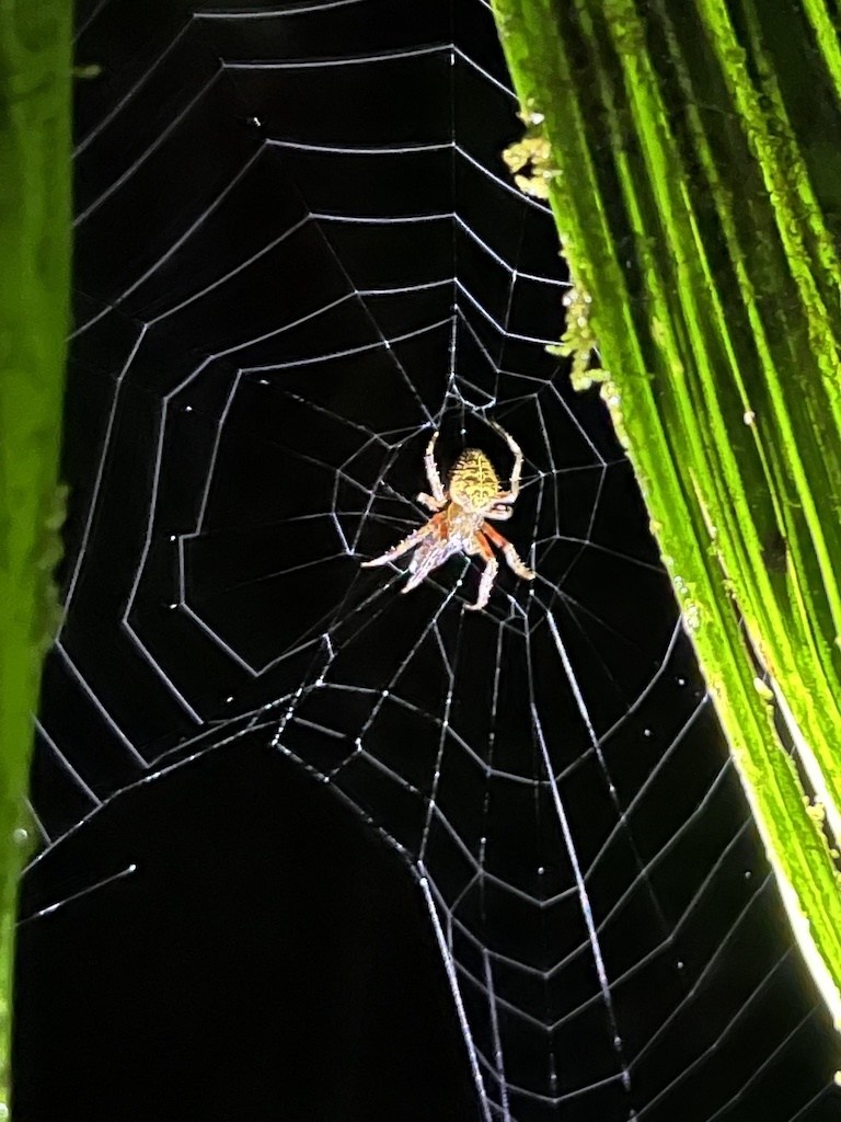 manuel antonio jungle night tour