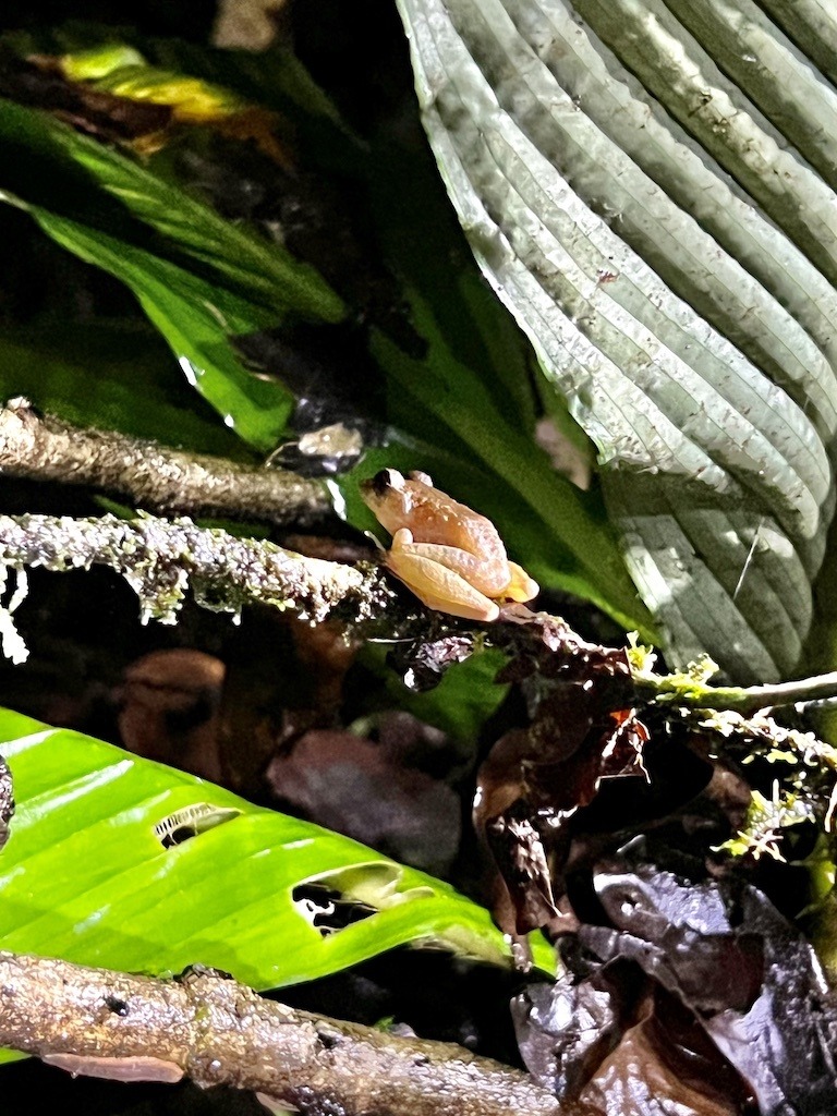 manuel antonio jungle night tour