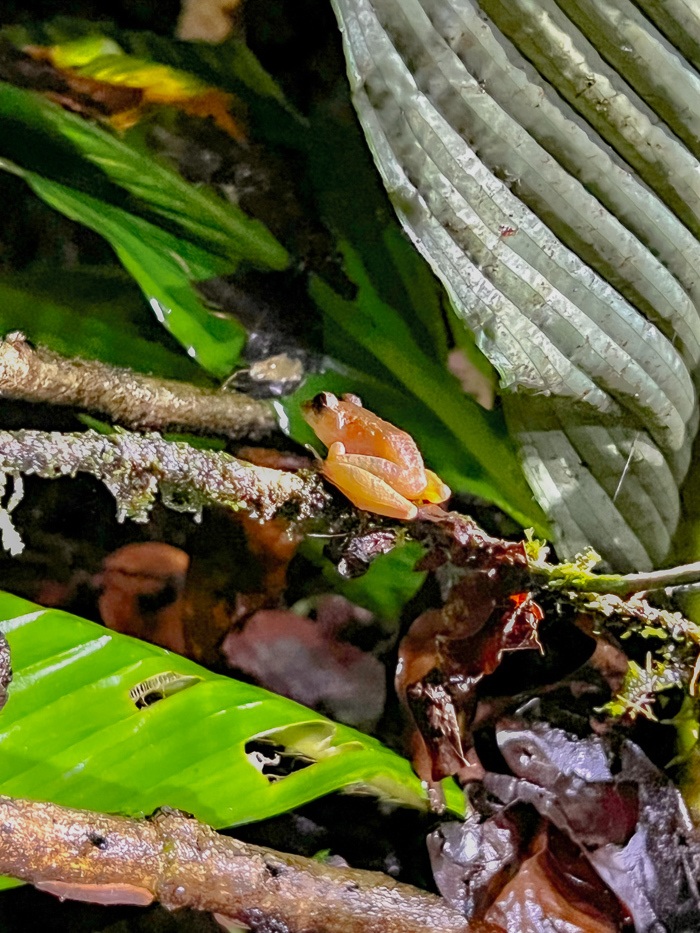 frog manuel san antonio night jungle tour