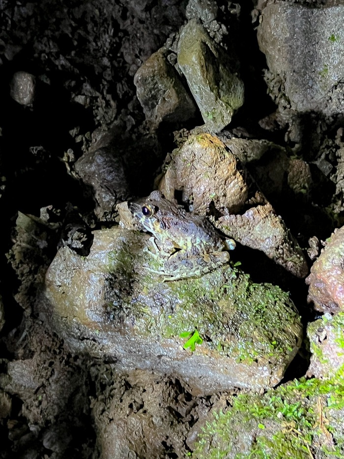 frog manuel san antonio night jungle tour