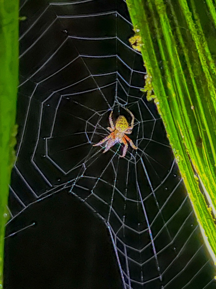 spider manuel san antonio night jungle tour