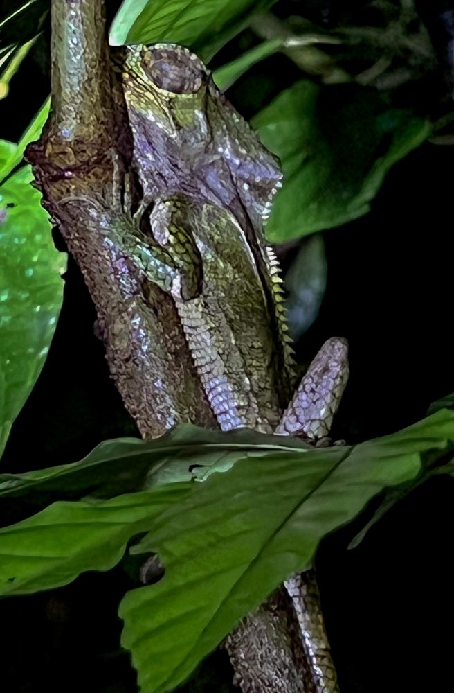 iguana manuel san antonio night jungle tour