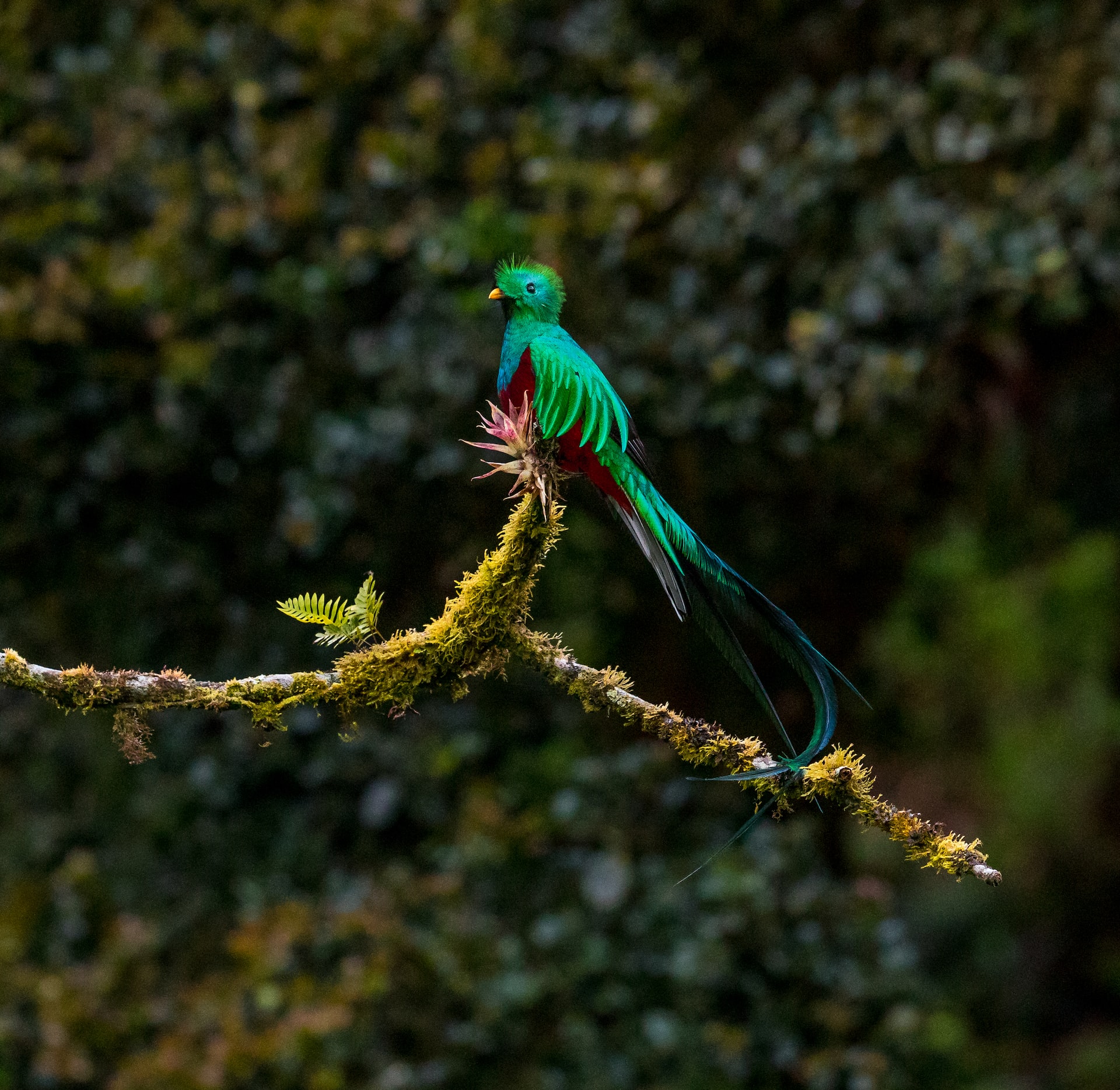 monteverde or la fortuna for birdwatching