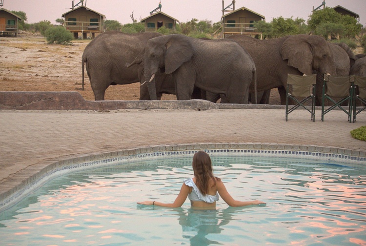 Botswana elephants water hole