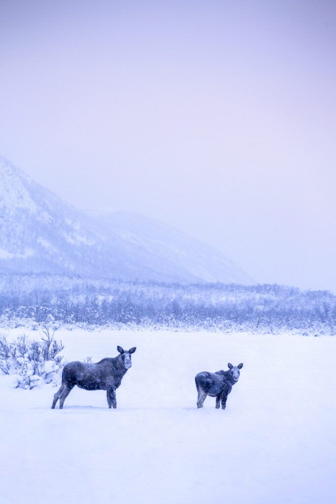 swedish lapland in january