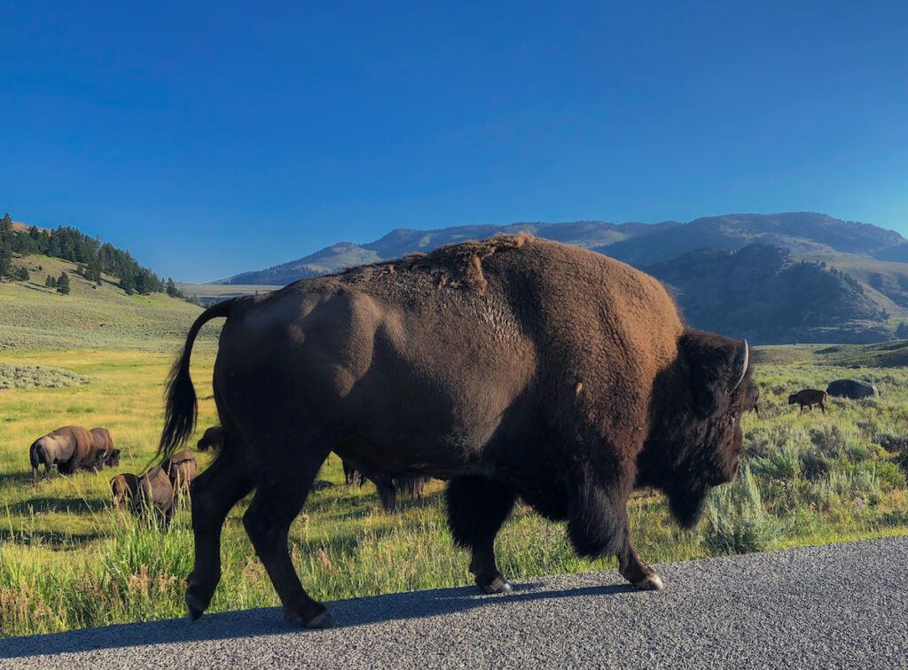 travel blogs yellowstone national park