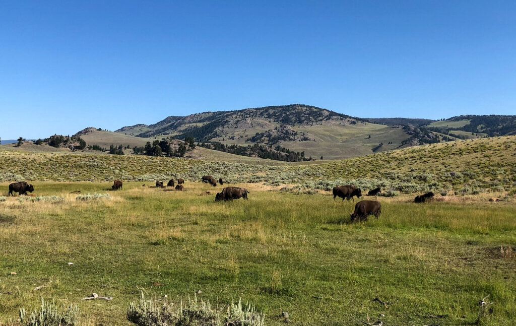 travel blogs yellowstone national park