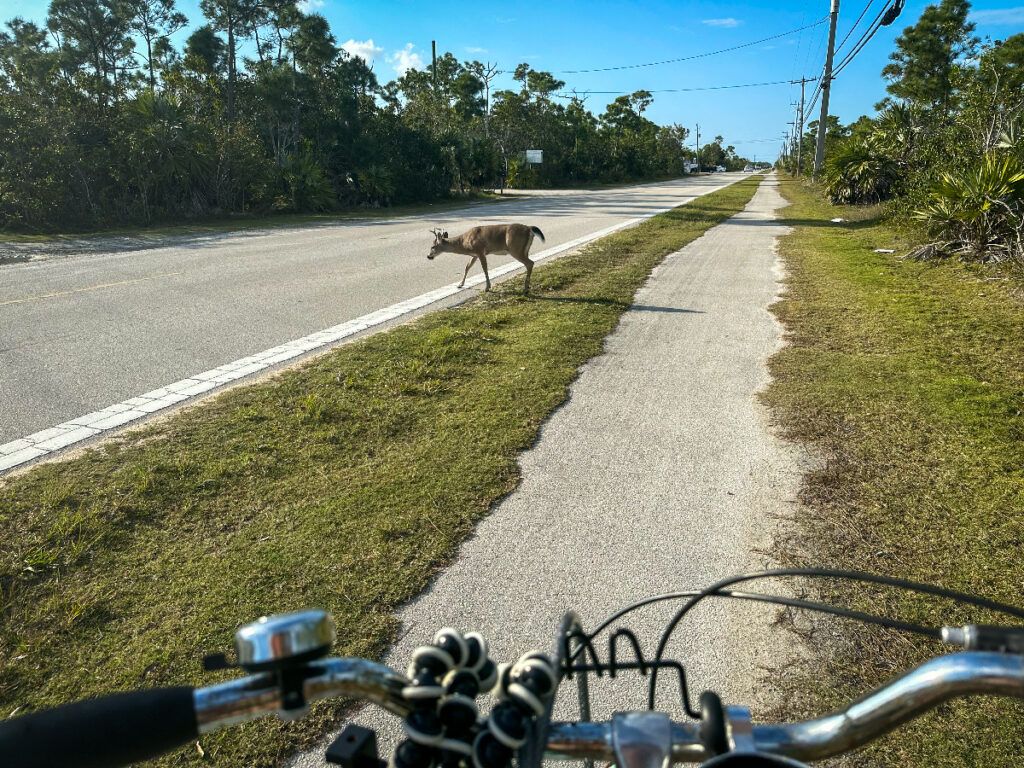 Florida keys things to do deer preserve things to do in the Florida keys 