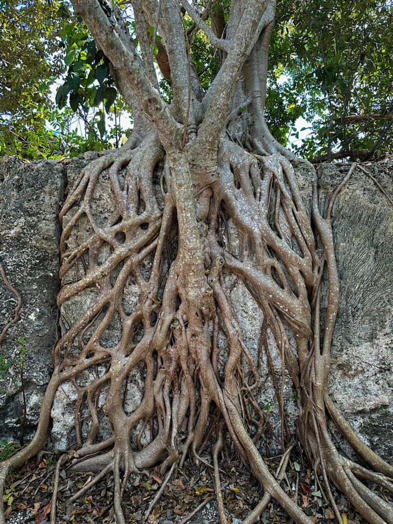 tree roots windley key fossil reef geological state park islamorada things to do