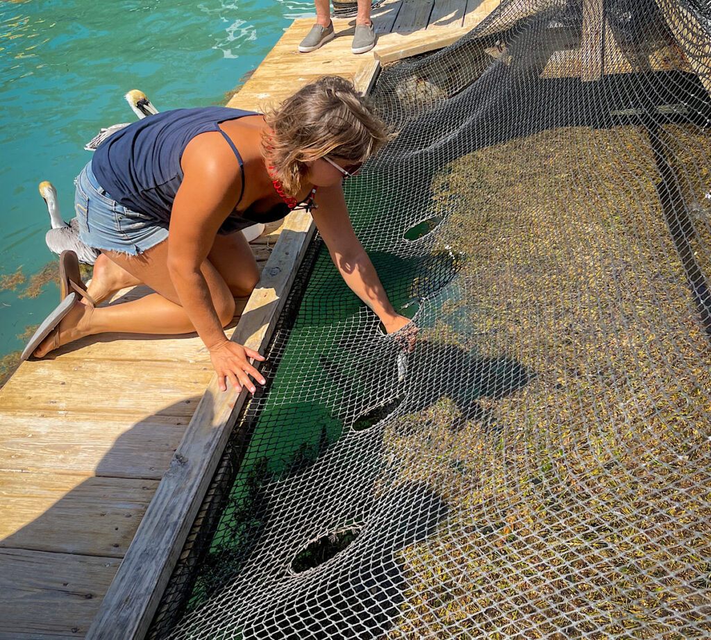 Things to do in islamorada tarpon feeding robbie's marina islamorada things to do things to do in the Florida keys 