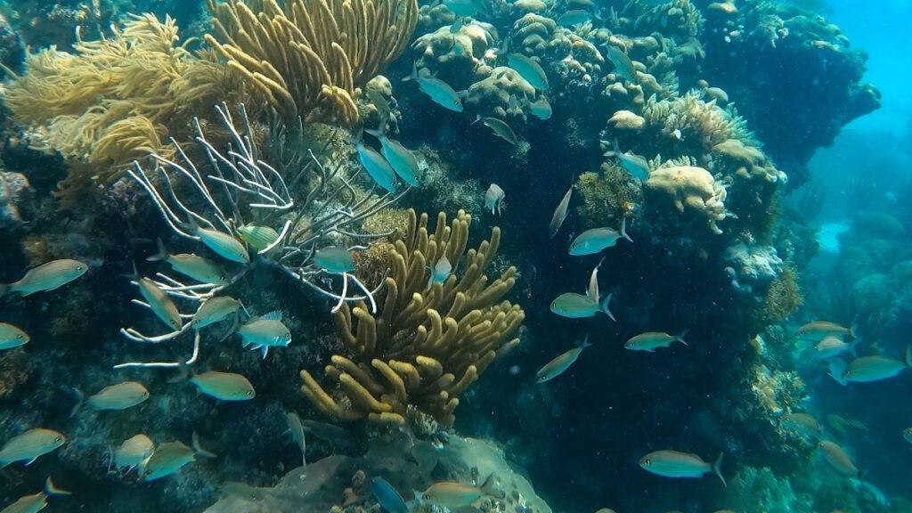 Things to do in islamorada hen and chickens reef snorkeling islamorada things to do solo female travel in Florida things to do in the Florida keys 