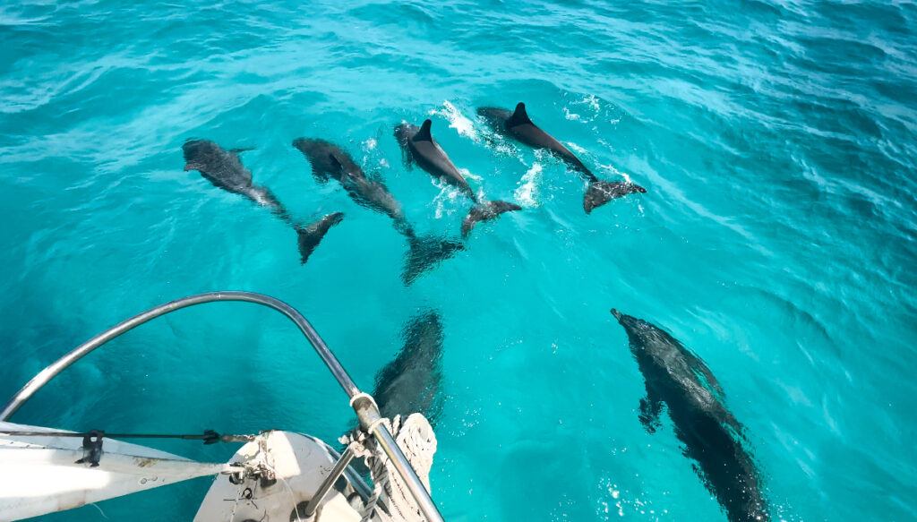 florida keys one-week itinerary dolphin watching eco tour things to do in marathon Florida