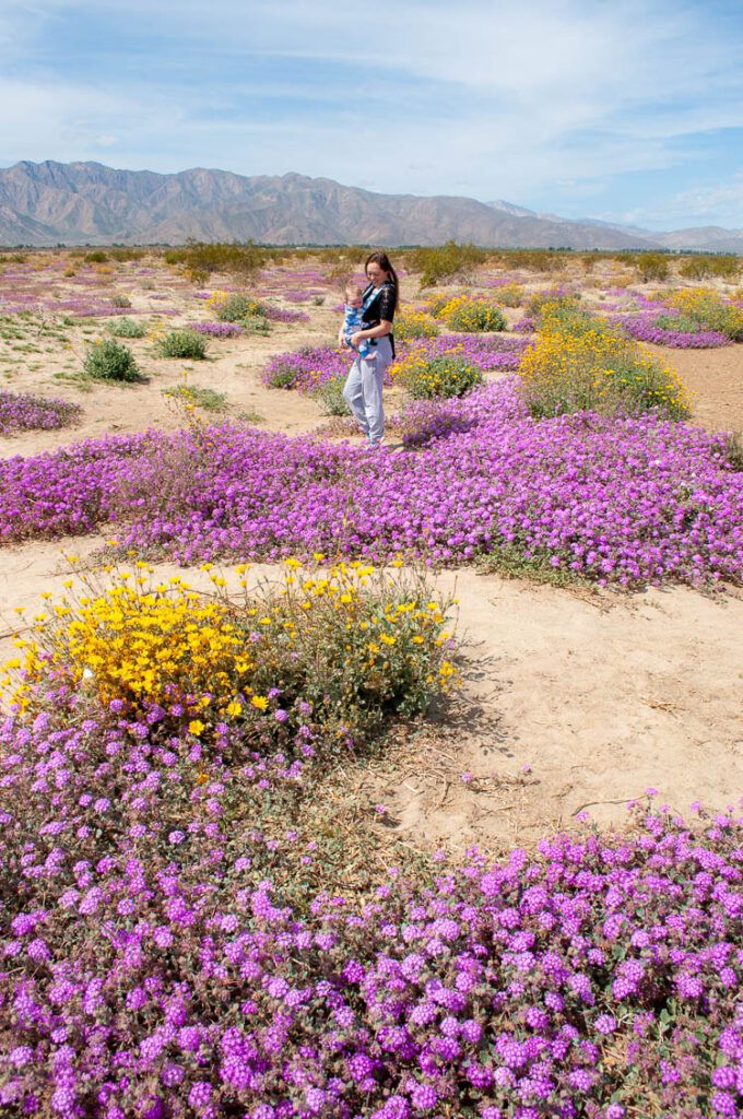 anza borrego things to do 