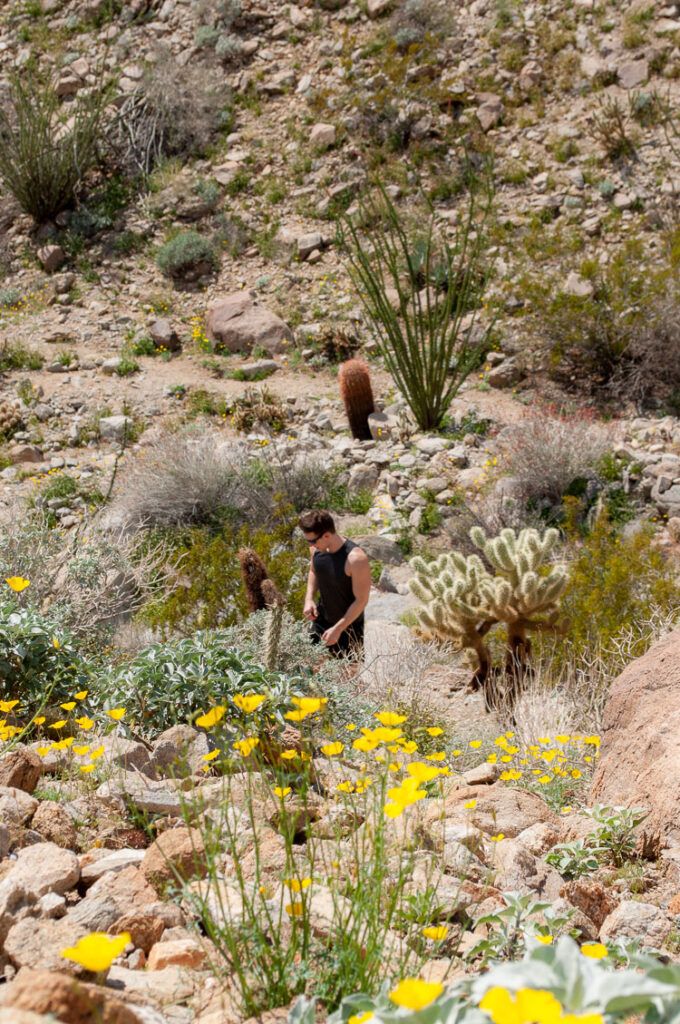 Anza-Borrego Desert State Park’s Best Things to Do