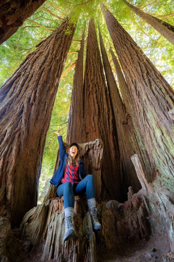 redwood trees in humboldt california
