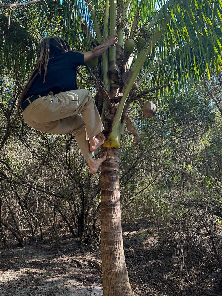 Things to do in Bimini Bahamas pick coconuts