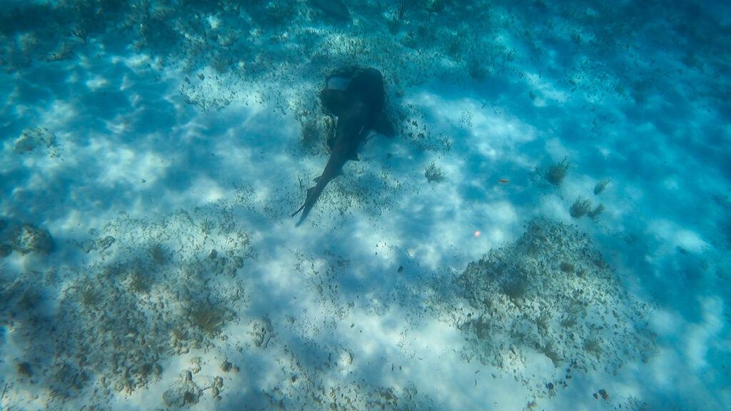 Bimini Bahamas things to do swim with sharks things to do in Bimini Bahamas 