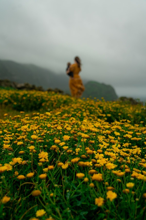 azores spring flowers