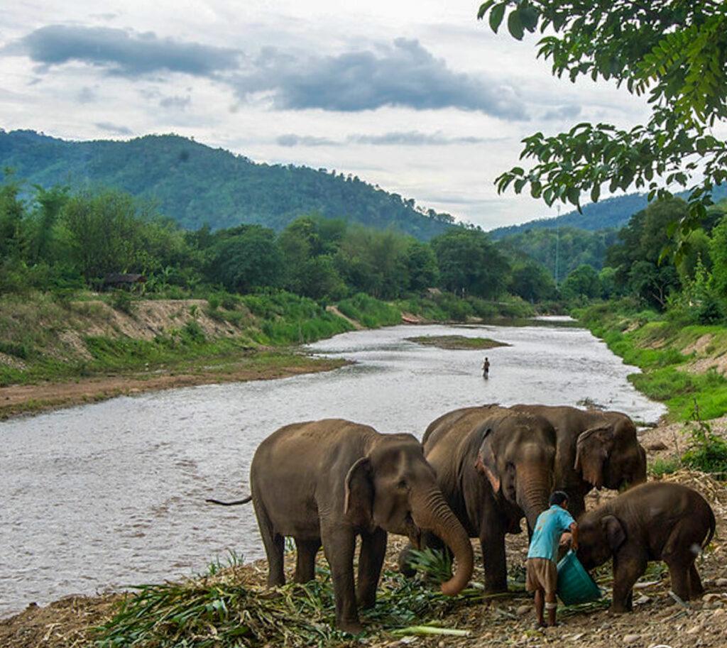 most beautiful places thailand elephant nature park