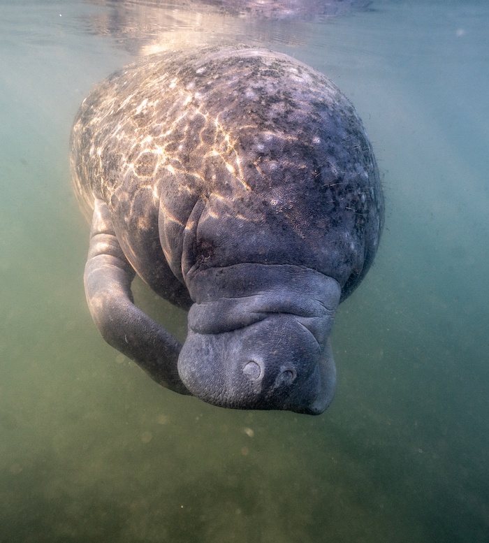 Manatees Florida solo female travel solo female travel in Florida