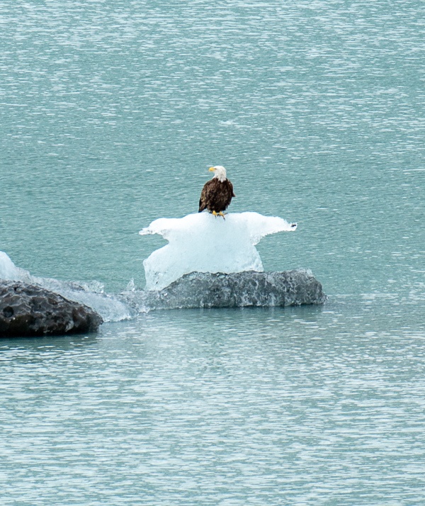 holland america alaska cruise review