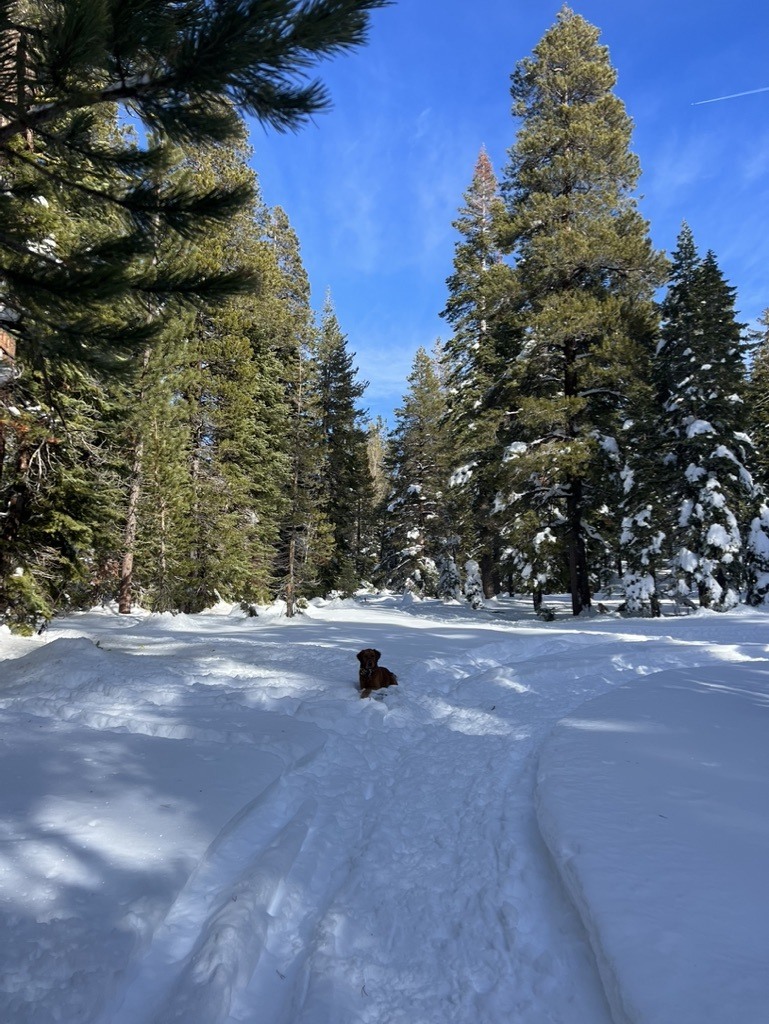 things to do in truckee