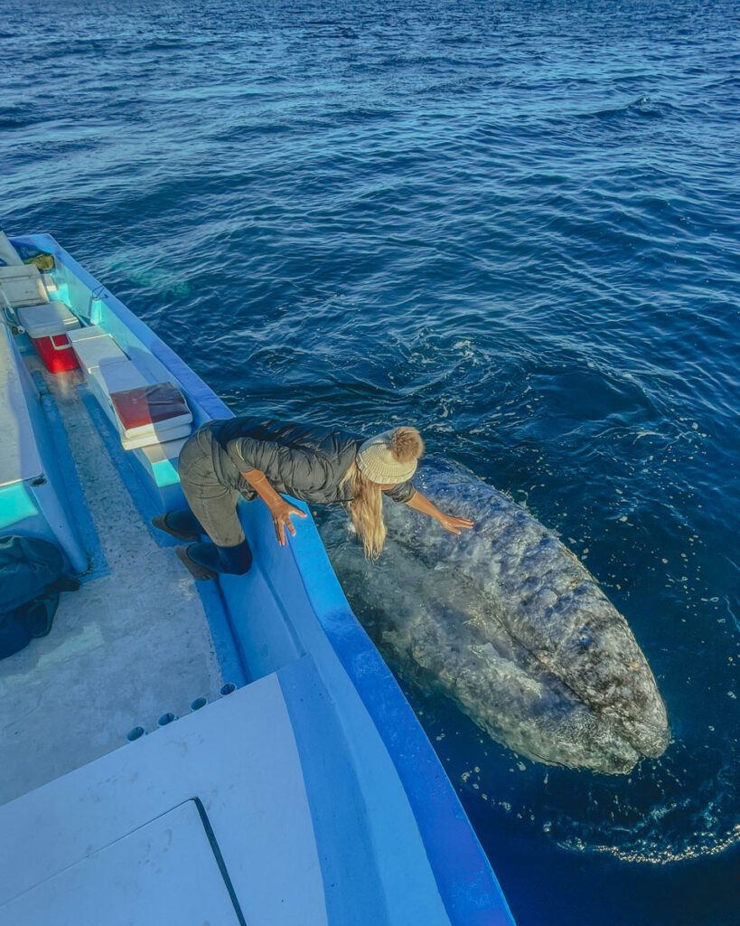 Magdalena Bay baja california