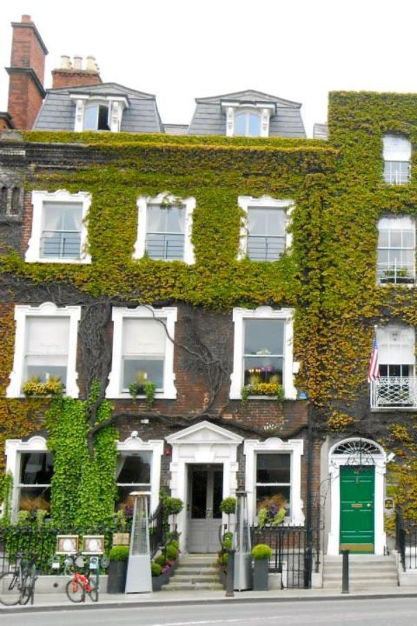 A building covered in green ivy in Dublin, Ireland.