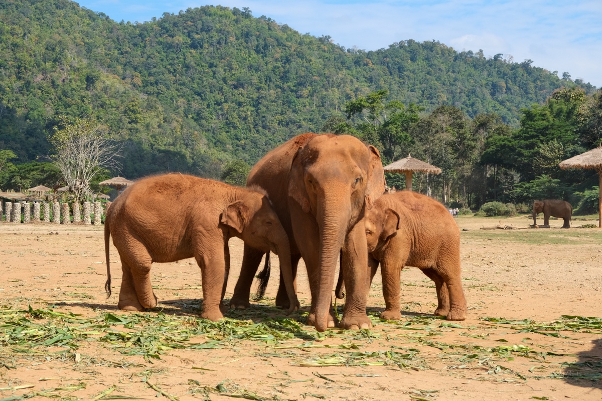 elephant nature park chiang mai