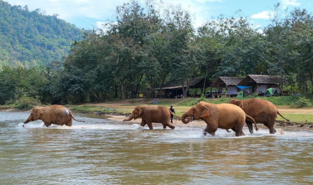 elephant nature park chiang mai