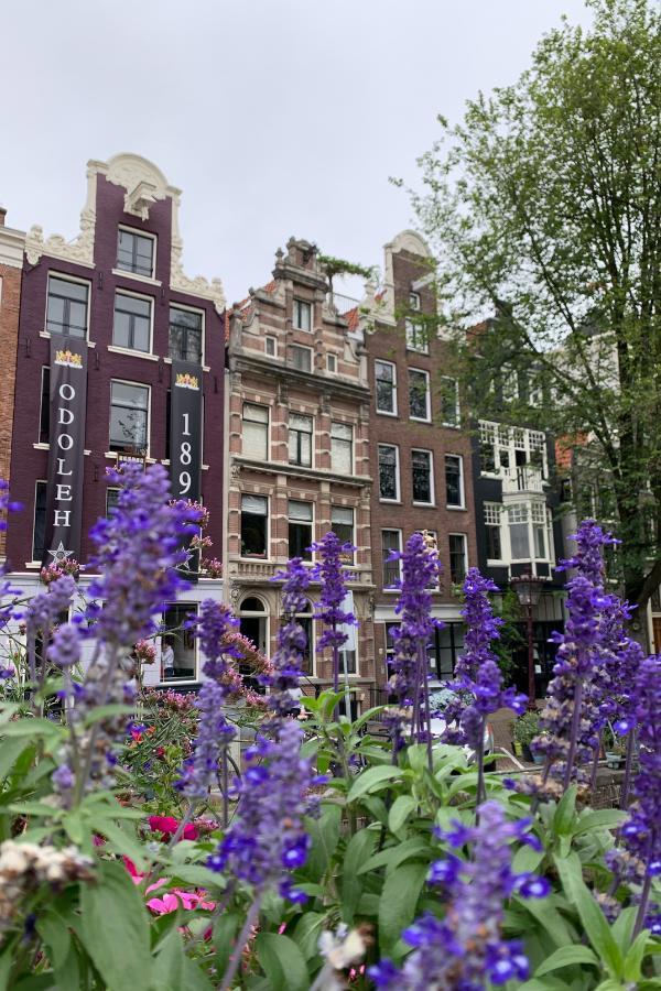 Traditional Dutch brick houses in a row on a cloudy day in Amsterdam with beautiful purple flowers in the foreground.