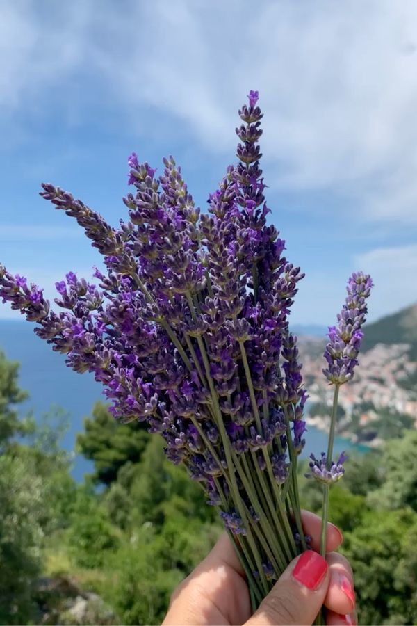Hand holding a bunch of lavender with a Mediterranean town and blue sea visible in the distance.
