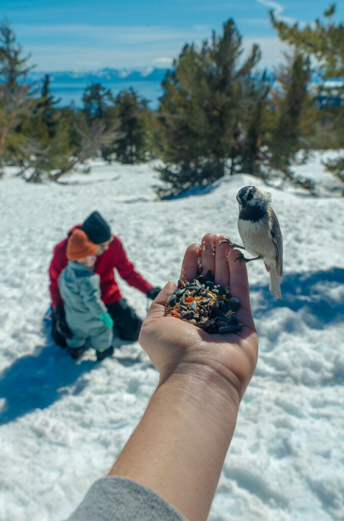 best lake tahoe spring things to do